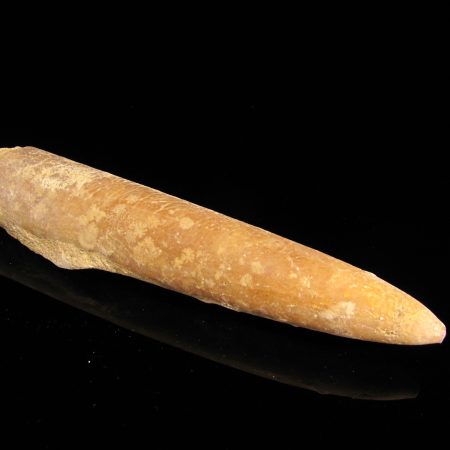 Belemnitella Mukronata