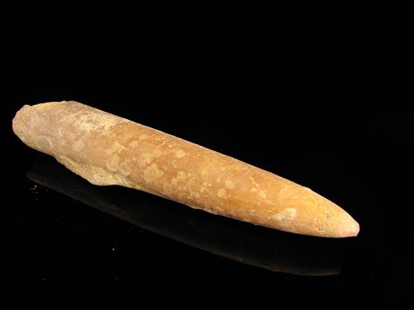 Belemnitella Mukronata