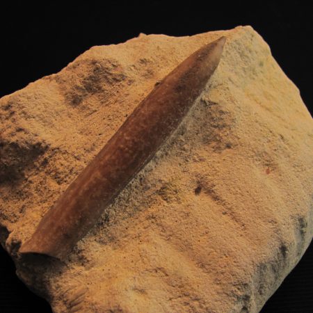 Belemnitella Mukronata - MFBG003