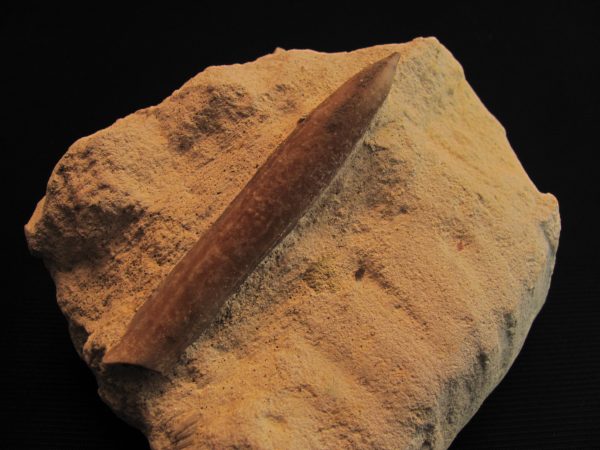 Belemnitella Mukronata - MFBG003