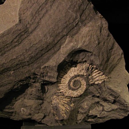 Crioceratites