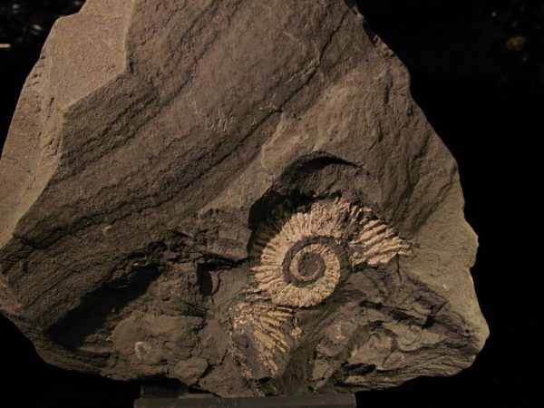 Crioceratites