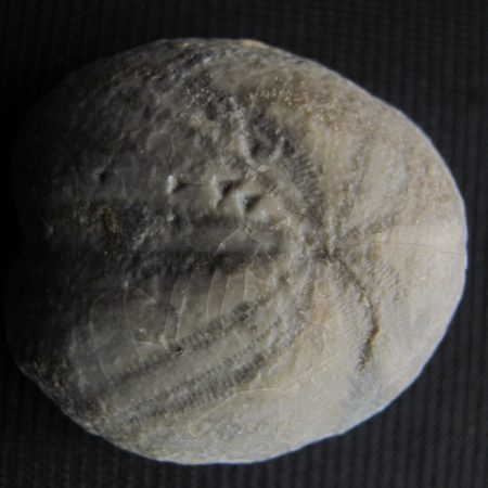 Heteraster oblongus- MFBG005