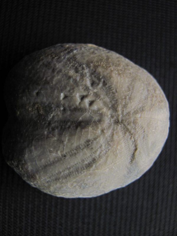 Heteraster oblongus- MFBG005
