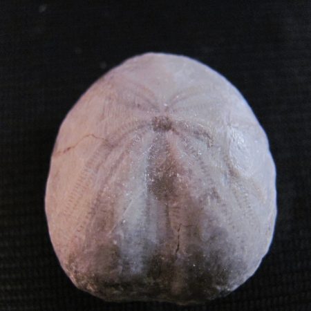 Heteraster oblongus- MBGF006