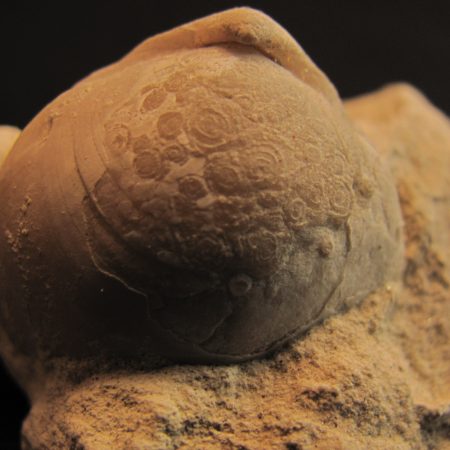 Terebratula sp. - MBGF008