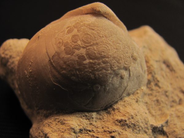Terebratula sp. - MBGF008