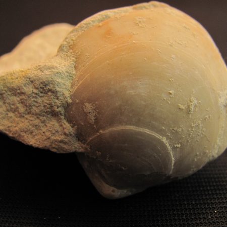 Terebratula sp. - MBGF009