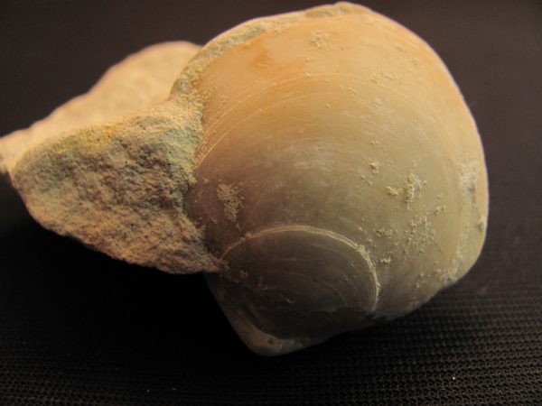 Terebratula sp. - MBGF009