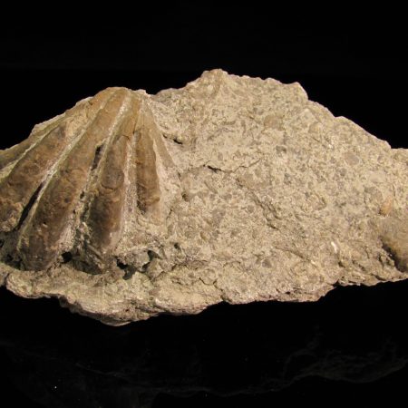 Neithea sp.