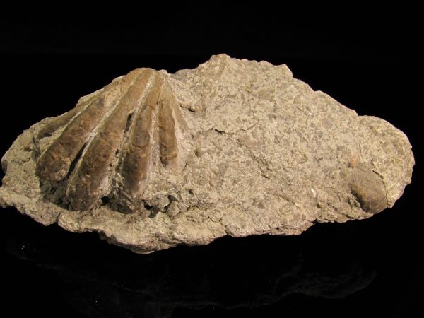 Neithea sp.