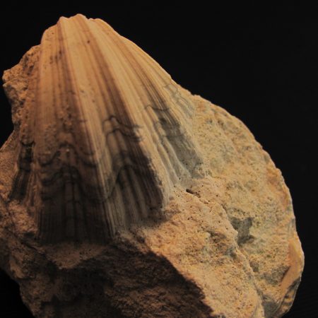 Neithea sp. - MBGF011