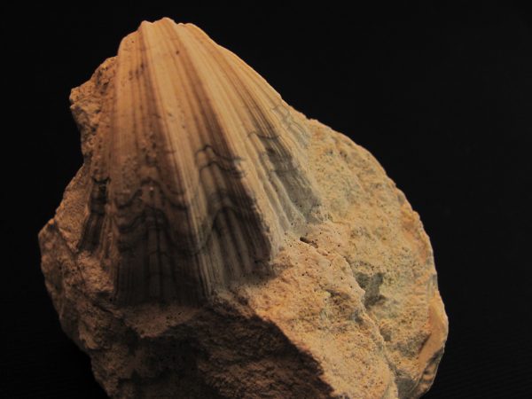 Neithea sp. - MBGF011