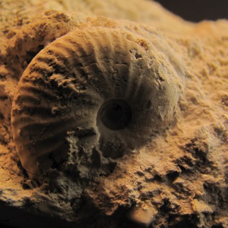 Saphites sp. - MBGF012