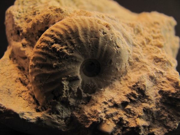 Saphites sp. - MBGF012