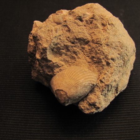 Cyclothyrys sp. - MBGF013