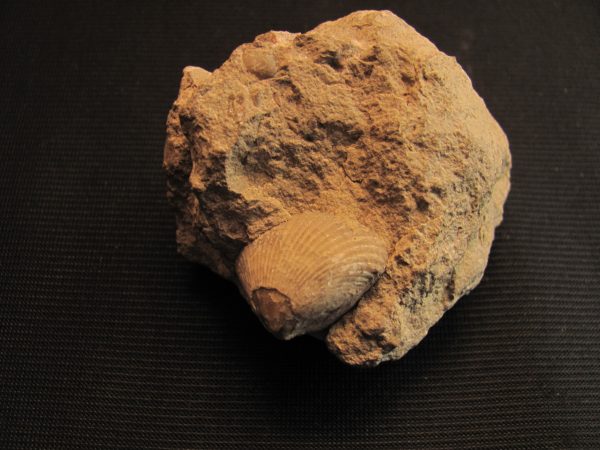 Cyclothyrys sp. - MBGF013
