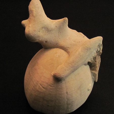 Ehinocorys sp.  - MBGF017