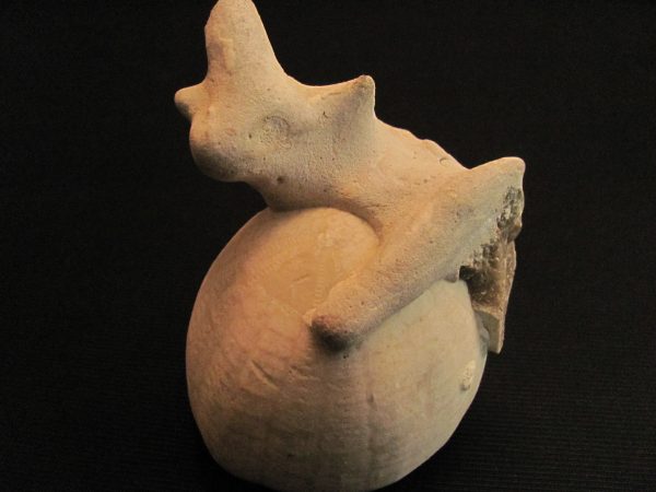Ehinocorys sp.  - MBGF017