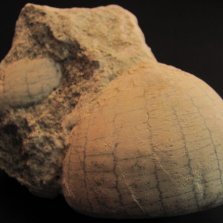 Ehinocorys sp.  - MBGF018