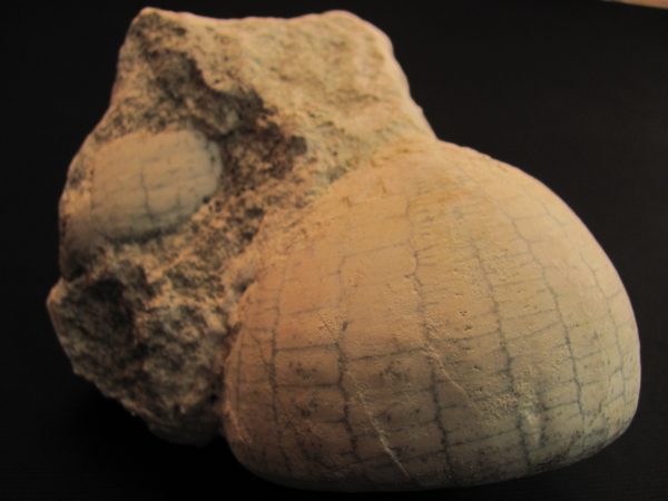 Ehinocorys sp.  - MBGF018