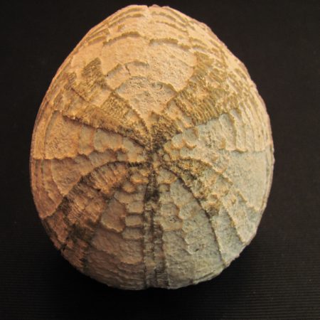 Hemipneustes strato-radiatus  - MBGF019