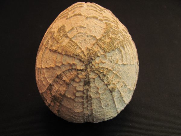 Hemipneustes strato-radiatus  - MBGF019