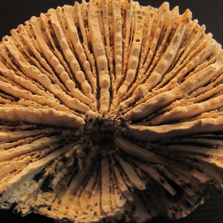 Lithophillia sp. - MBGF020