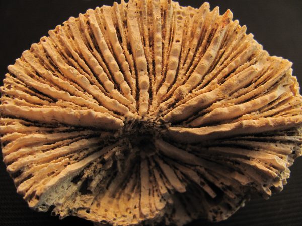 Lithophillia sp. - MBGF020
