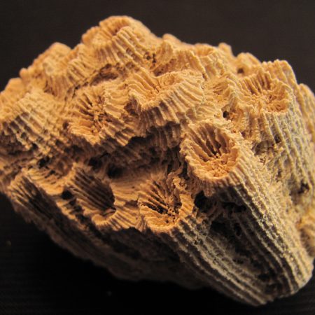 Heliastrea sp. - MBGF021