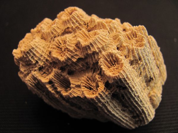Heliastrea sp. - MBGF021