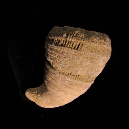 Moutlivolcia sp.