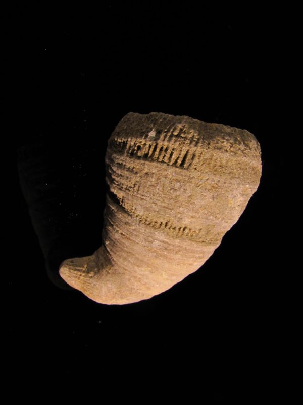 Moutlivolcia sp.