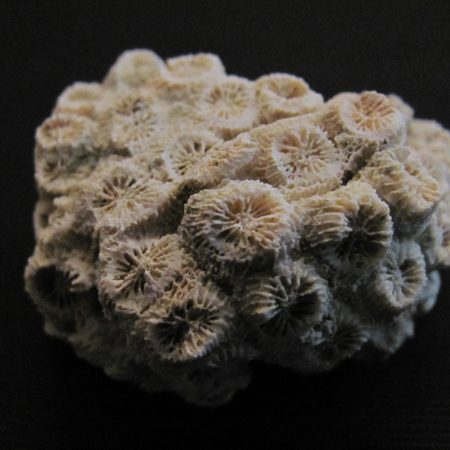 Heliastrea sp. - MBGF024