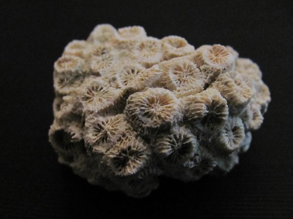 Heliastrea sp. - MBGF024