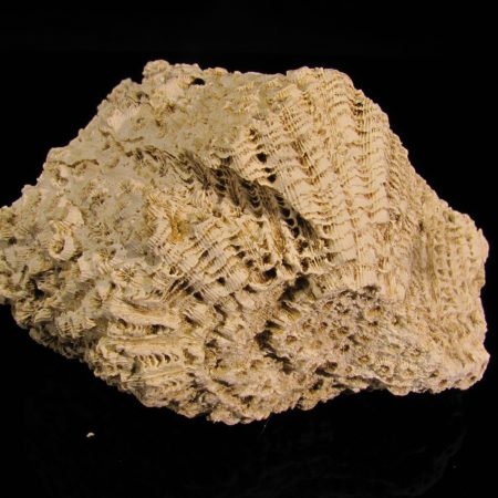 Heliastrea sp.