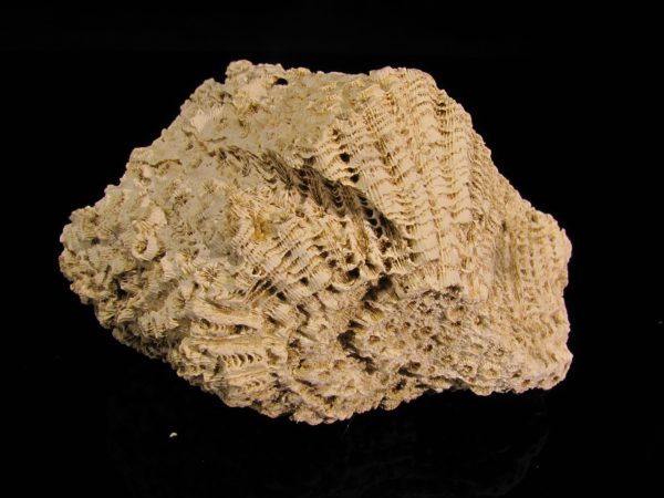 Heliastrea sp.