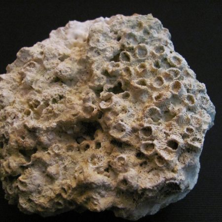 Heliastrea sp. - MBGF026