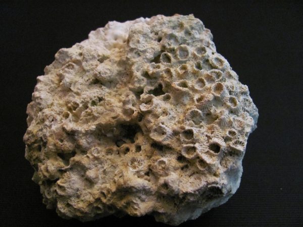 Heliastrea sp. - MBGF026
