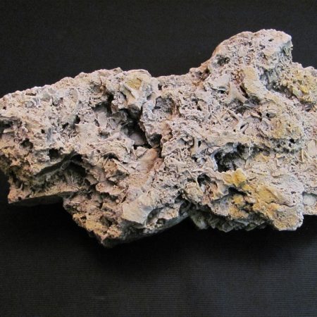 Bryozoa - MBGF031