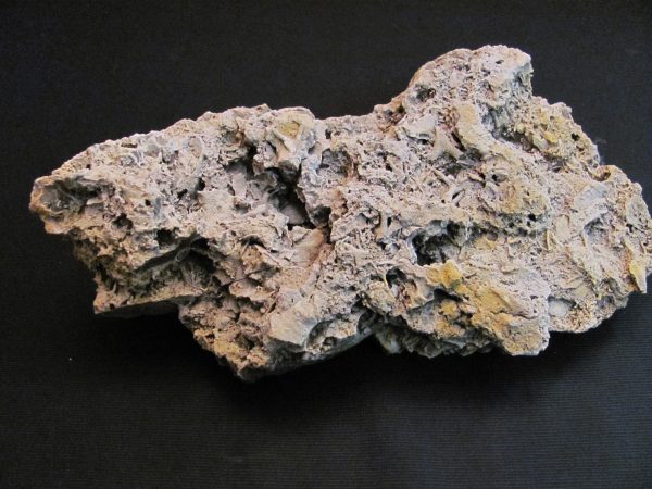 Bryozoa - MBGF031