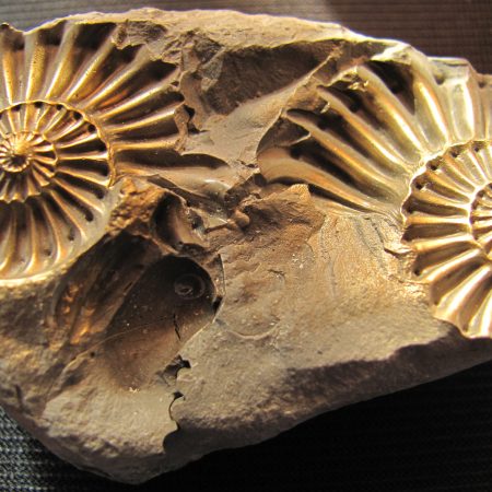 Pleuroceras
