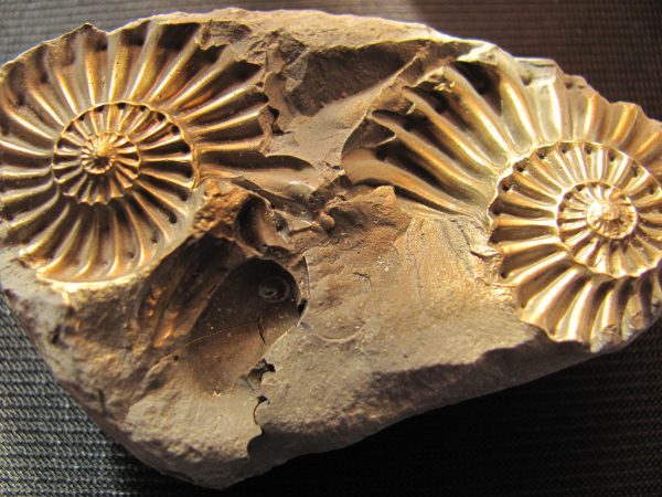 Pleuroceras