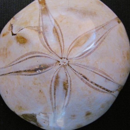 Clipeaster sp