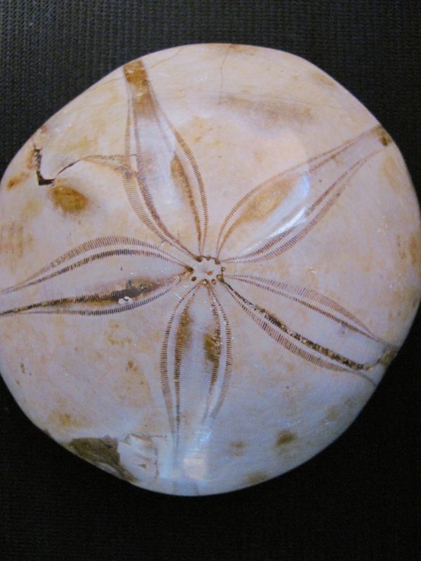 Clipeaster sp
