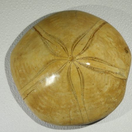 Clipeaster sp