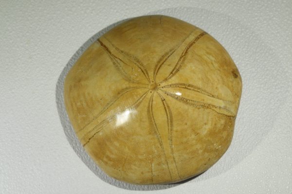 Clipeaster sp