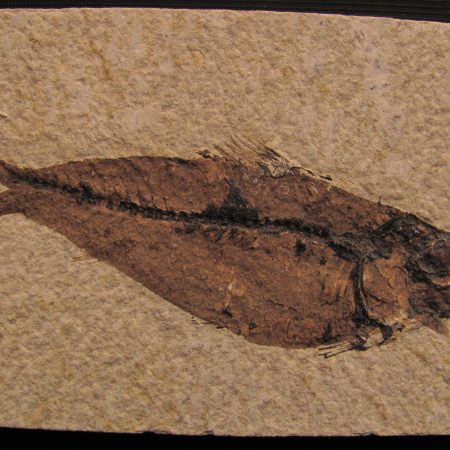 Fossil Fish Diplomystus