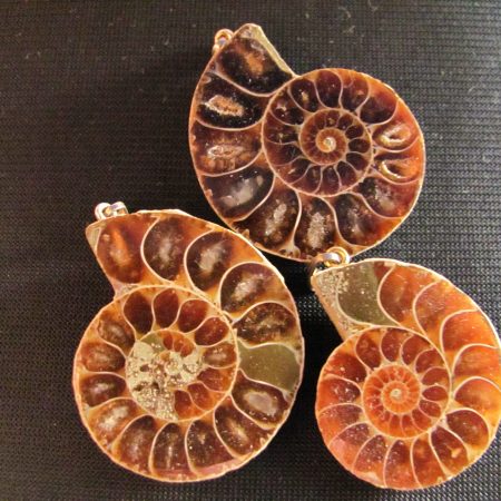 Amonite