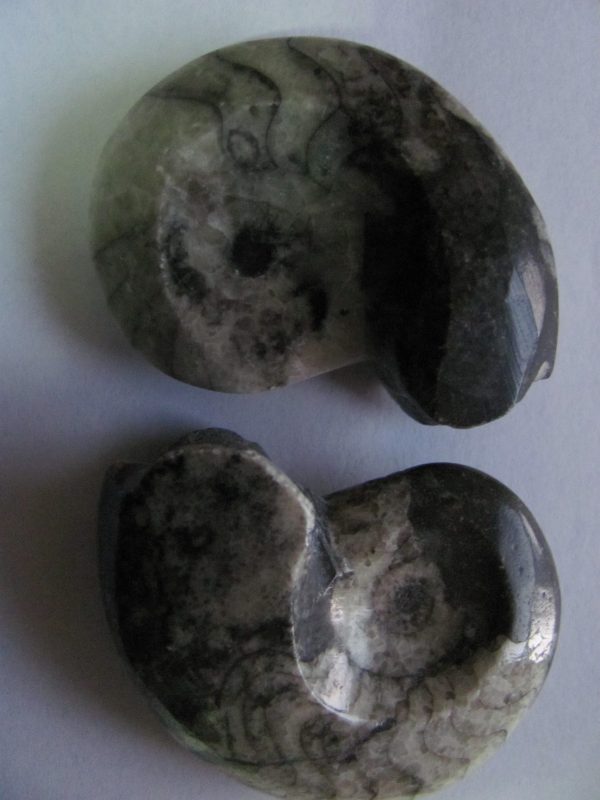 Amonite Geisonoceras
